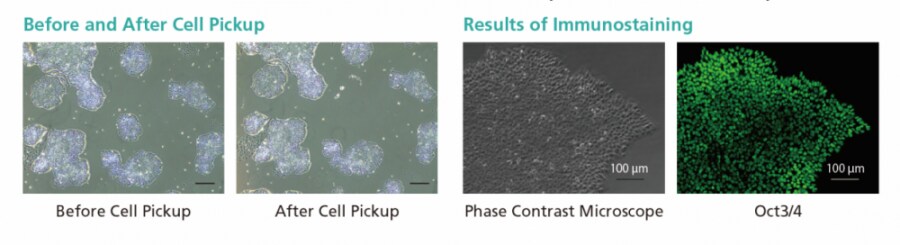 Pick Up an iPS Cell Strain