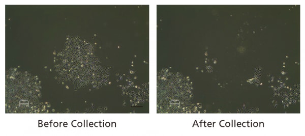 Images before and after Collection, Acquired with the CELL PICKER Automatic Image Capture Function