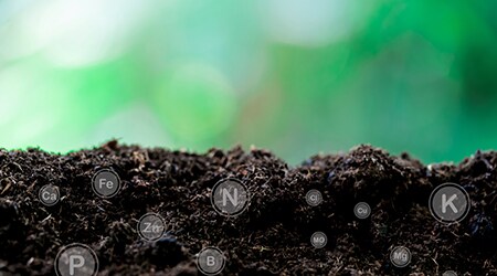 Inorganic Ions & Metal Elements in Soil