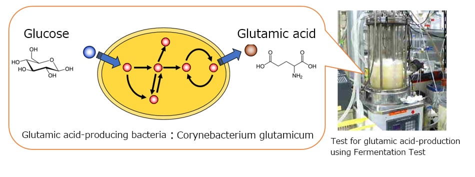 Glucose, Glutamic