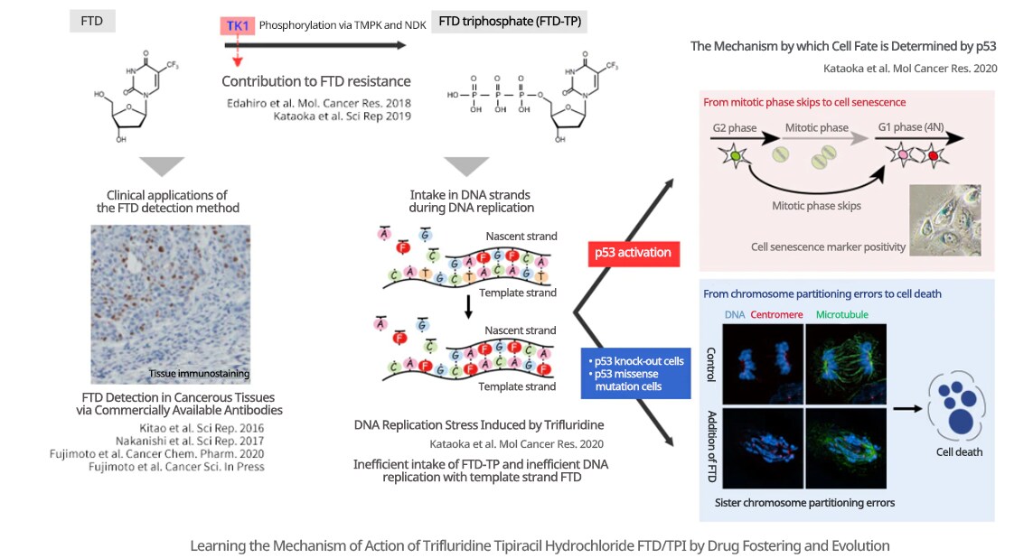 Learning the Mechanism of Action of Trifluridine Tipiracil Hydrochloride FTD/TPI by Drug Fostering and Evolution