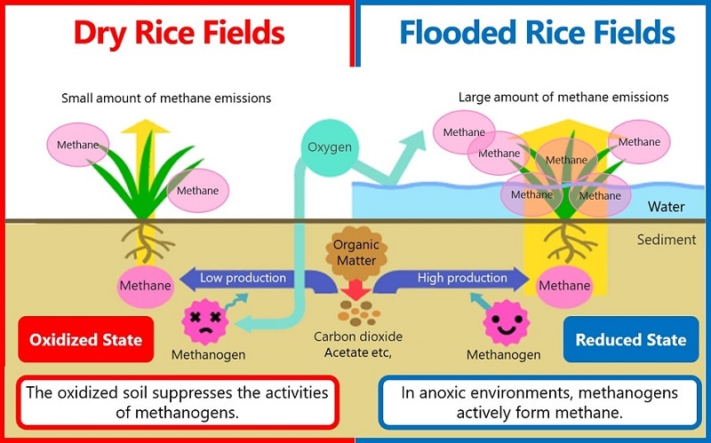 Mechanism of greenhouse gas emissions from agriculture