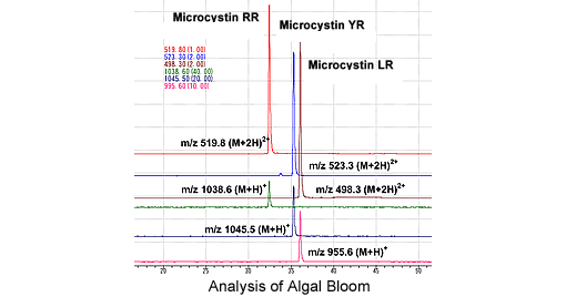 Analysis of Algal Bloom
