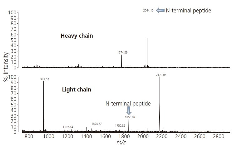 Fig. 1 Mass Spectra of Peptides of N-Terminal Fraction Extracted from Monoclonal IgG