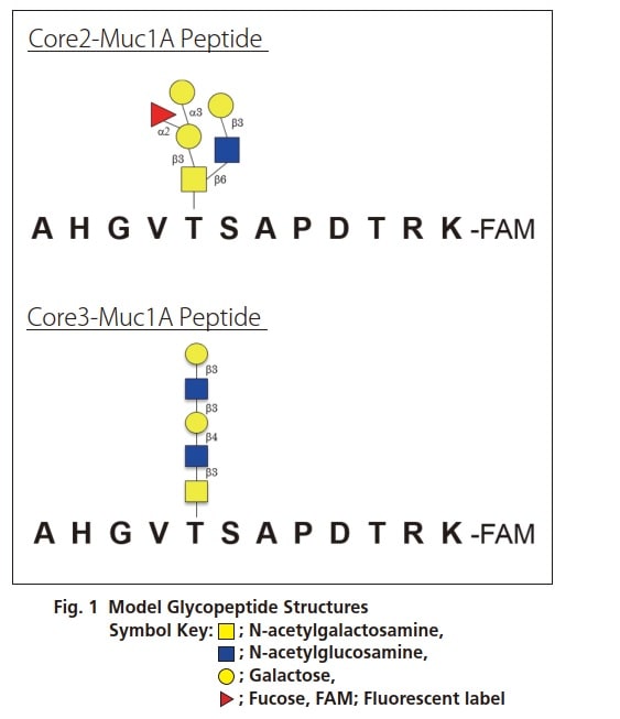 Model Glycopeptide Structures