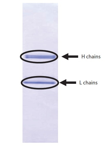 Fig. 2 PVDF Membrane After Electroblotting