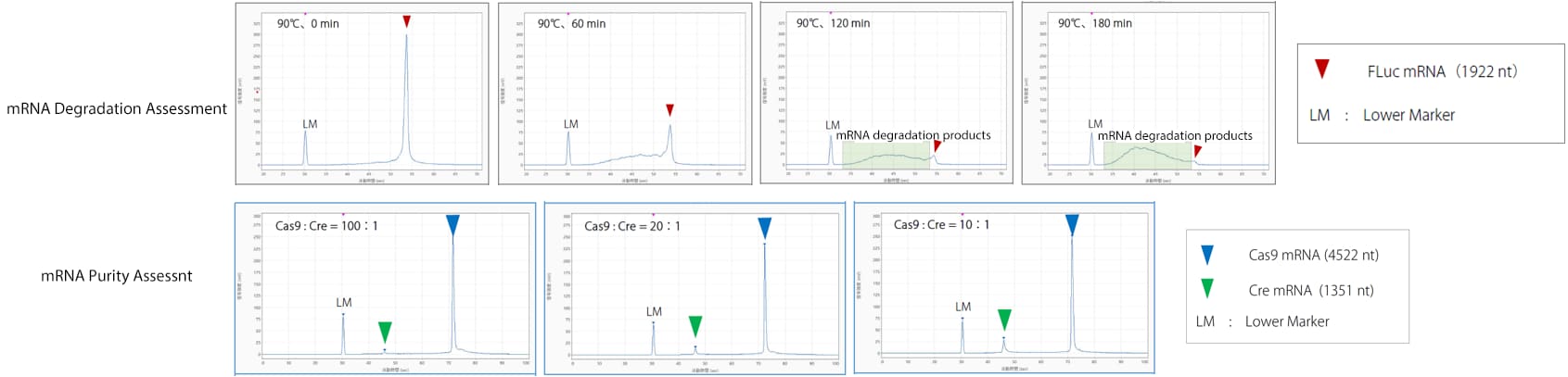 mRNA Drug Manufacturing Processes