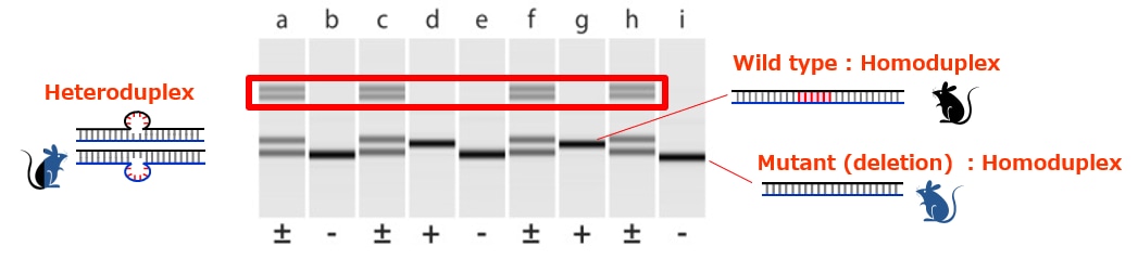 Genome Editing