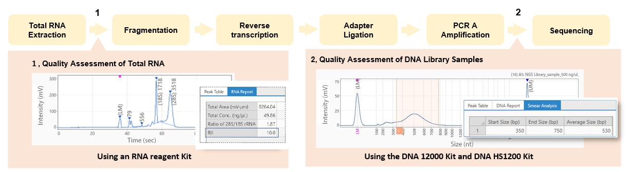 NGS (RNA-Seq) Workflow