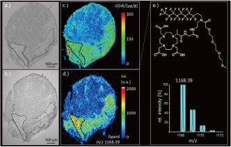 Imaging of Gadolinium Contrast Medium in Mouse Cardiac Tissue