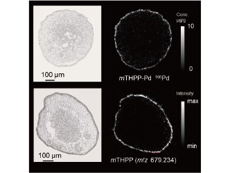 Imaging of Photosensitizer in a Tumor Spheroid
