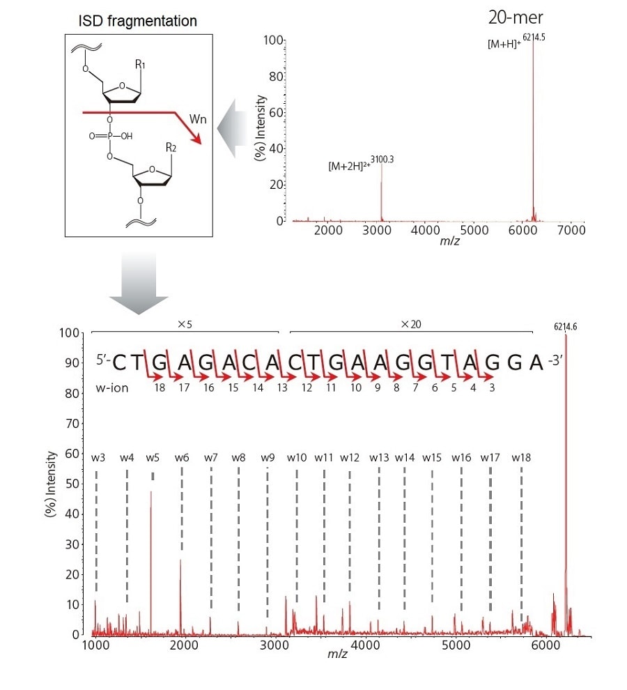 Determination of molecular weight of nucleic acids and internal sequence analysis by In-source decay (ISD)