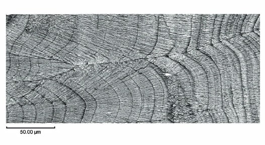Observation of Bonito Otolith Cross Section