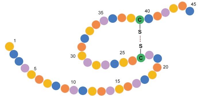 Structure of Cyclic Peptide BNP