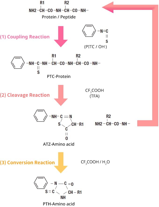 Edman degradation