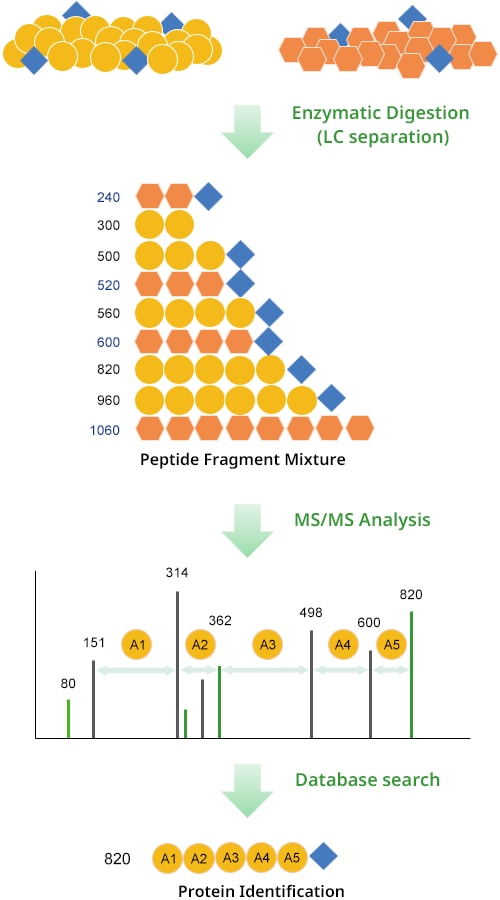 MS/MS Ion Search