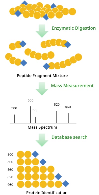 Peptide Mass Fingerprint (PMF) Method
