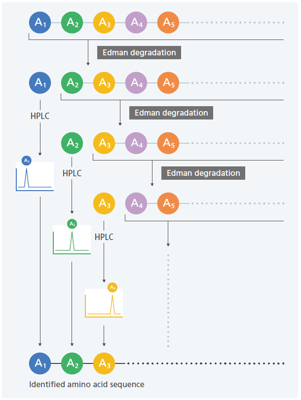 What Is a Protein Sequencer?