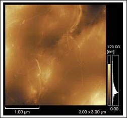 Fig.1 Topographic Image of SWNT in Polymer