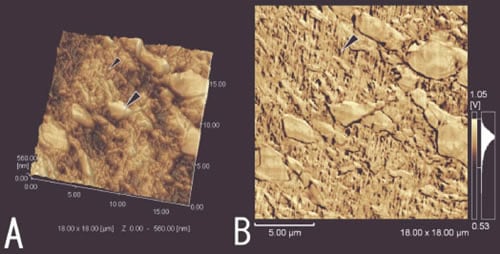 Fig.2 300% stretched A: Surface 3D topography B: Viscoelastic image