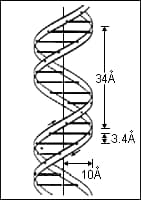 Fig.3 Molecular model of DNA