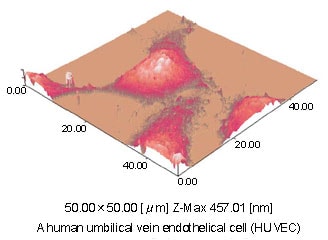 Fig.2 AFM Observation of a Cell after Treatment