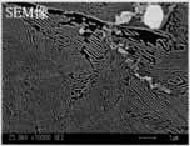 Observation of Metal Surface Structure with SEM