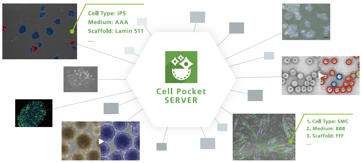 New Experience in Cell Image Analysis