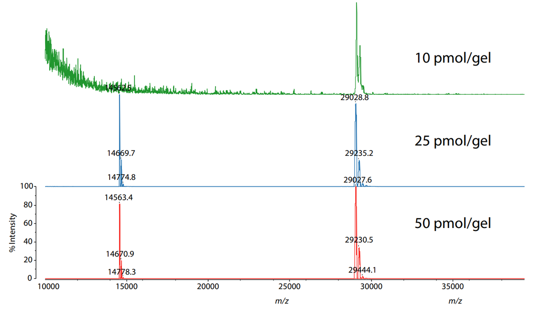 Mass Spectra of Carbonic Anhydrase Extracted from Polyacrylamide Gels
