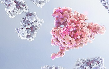 N-terminally Blocked Proteins