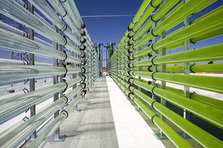 Algal biomass