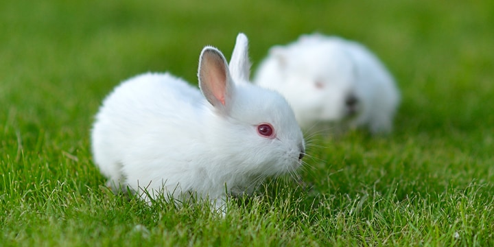 Alternatives to Animal Testing