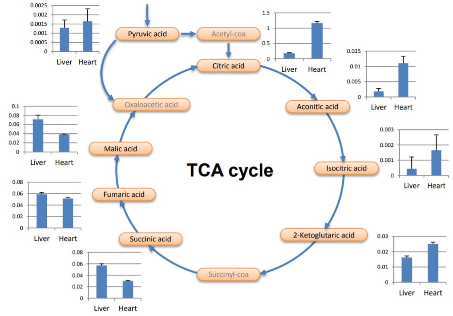: Area comparison of organic acids in the TCA cycle between liver and heart tissue