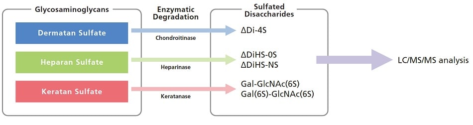Glycosaminoglycans and Sulfated Disaccharides