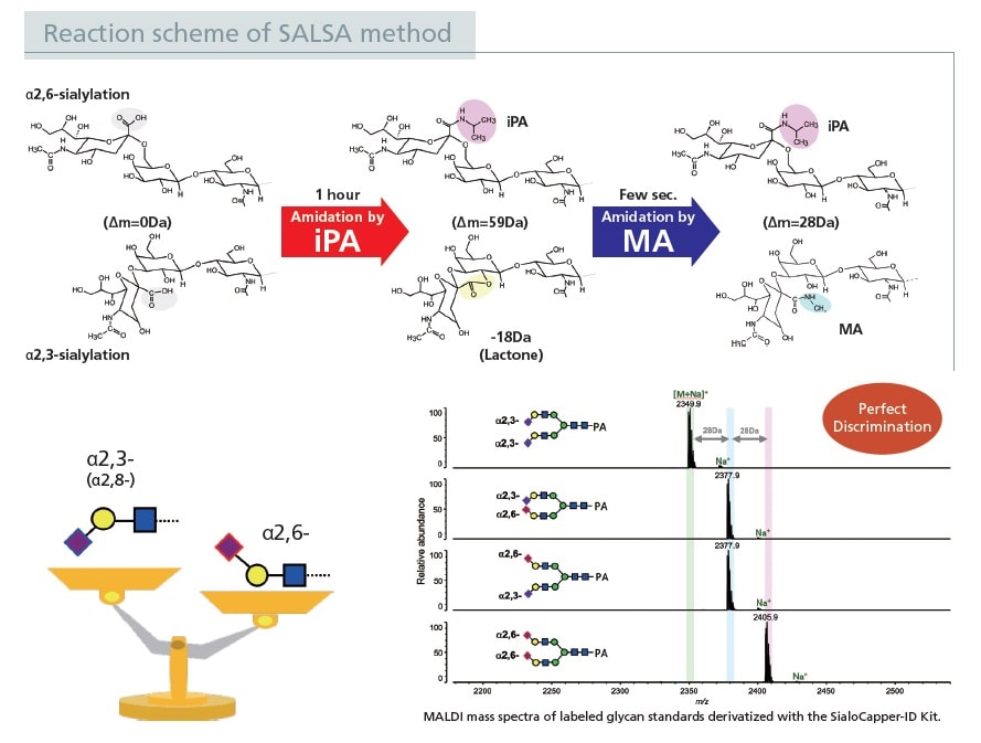 Reaction scheme of SALSA method