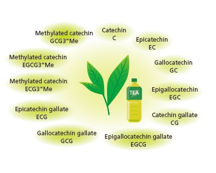 Capable of Simultaneous Analysis of 11 Catechins Including Methylated Catechin