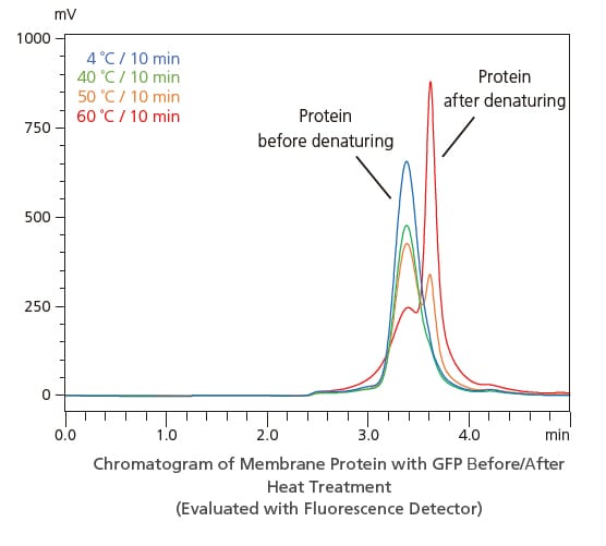 Chromatogram of Membrane Protein with GFP Before/After Heat Treatment (Evaluated with Fluorescence Detector)