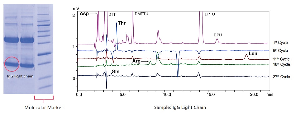 Sample: IgG Light Chain