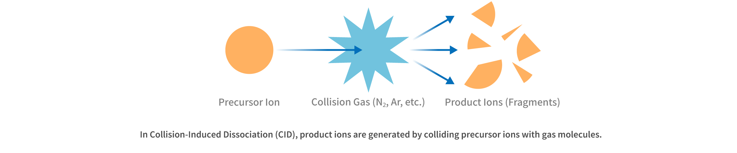 What are Fragment Ions?