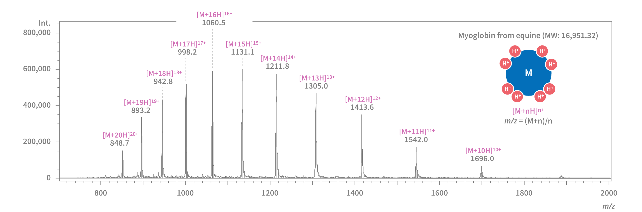 Myoglobin from equine