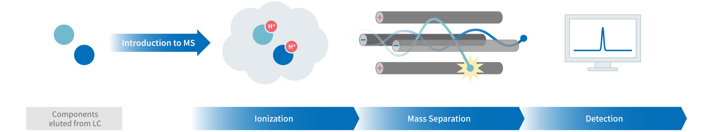 What is MS?