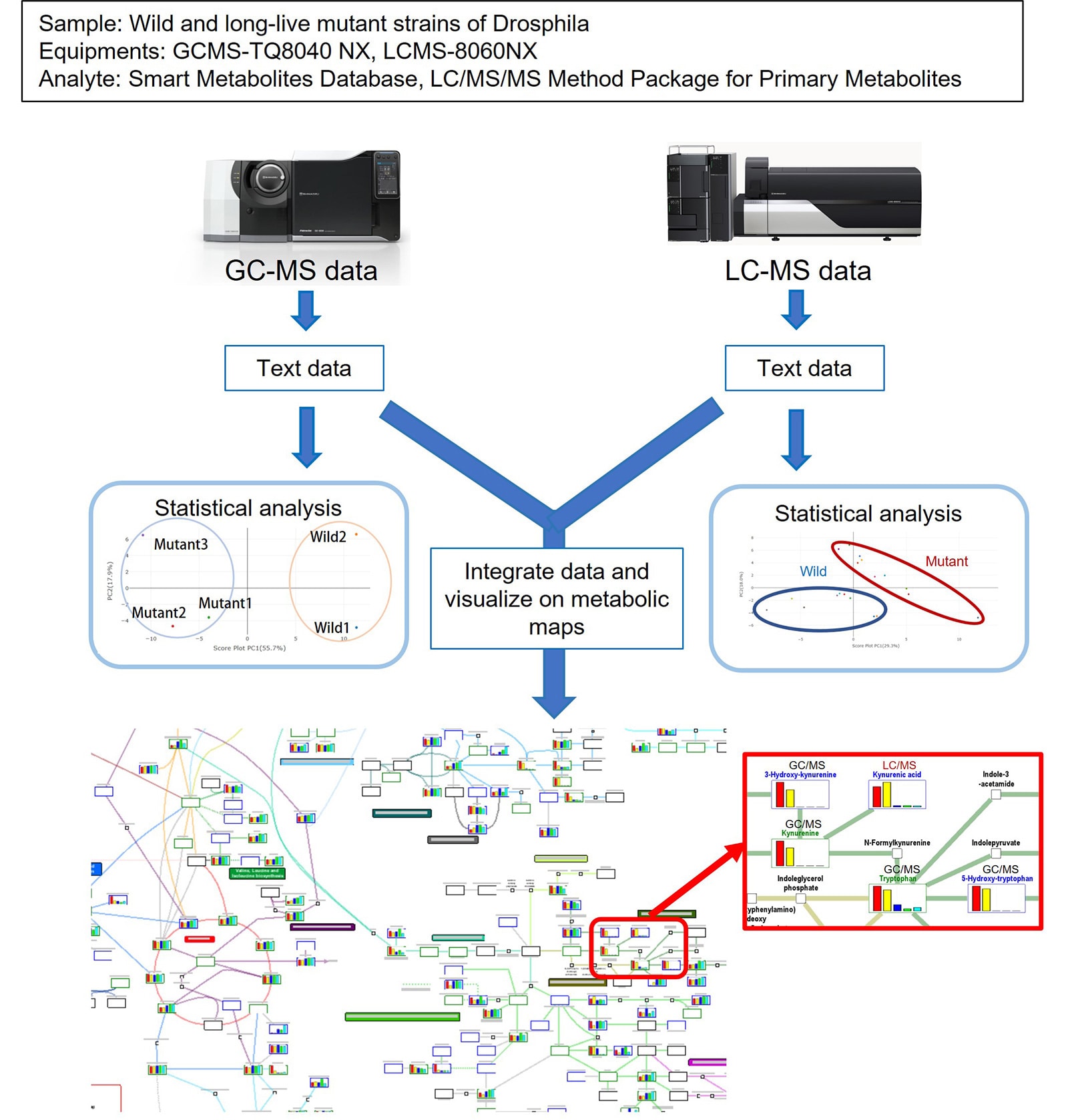 Drosophila primary metabolites measured by GC/MS and LC/MS and visualized onto metabolic maps.