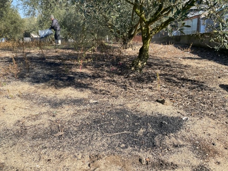 Olive Grove with Soil Improvement Charcoal Spread on It