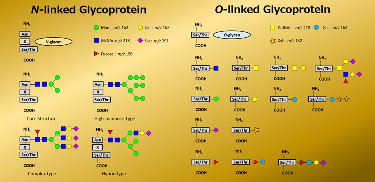 MALDI-MS for Glycan Analysis