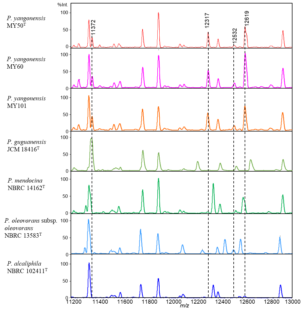 Fig. 1. Comparative MALDI-TOF MS profiles (m/z 11200–13000) of a novel species (a) P. yangonensis MY50T, (b) P. yangonensis MY60, (c) P. yangonensis MY101 and (d, e, f, g) related strains of the P. oleovorans group. The peaks at m/z 11372, 12317,12532 and 12619 were features specific to MY50T, MY63 and MY101, distinguishing them from the other related strains.  Reprinted from: International Journal of Systematic and Evolutionary Microbiology, 70, 6, 3597-3605, 2020