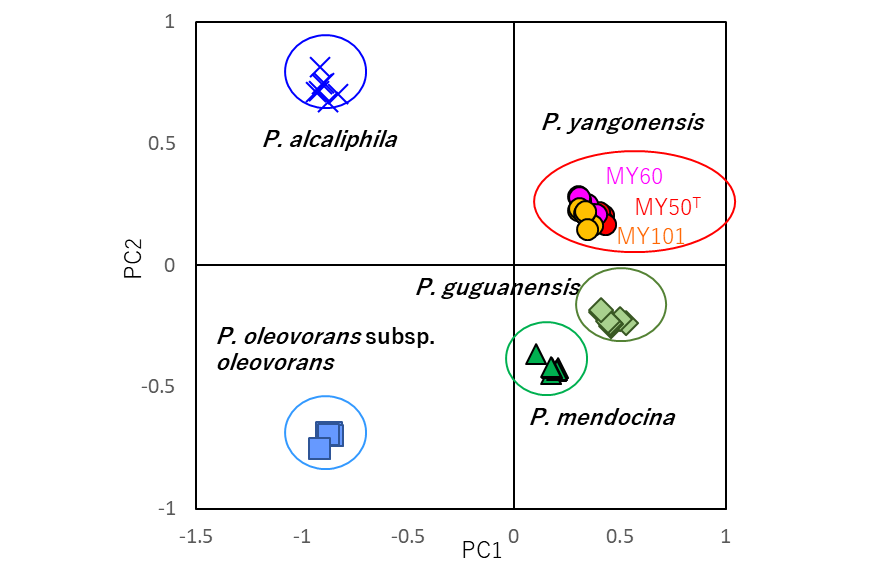 Fig. 2. PCA score plots constructed by eMSTAT Solution indicated that yangonensis MY50T, P. yangonensis MY60, P. yangonensis MY101 formed a cluster which is separated from clusters of other type strains.  Reprinted from: International Journal of Systematic and Evolutionary Microbiology, 70, 6, 3597-3605, 2020