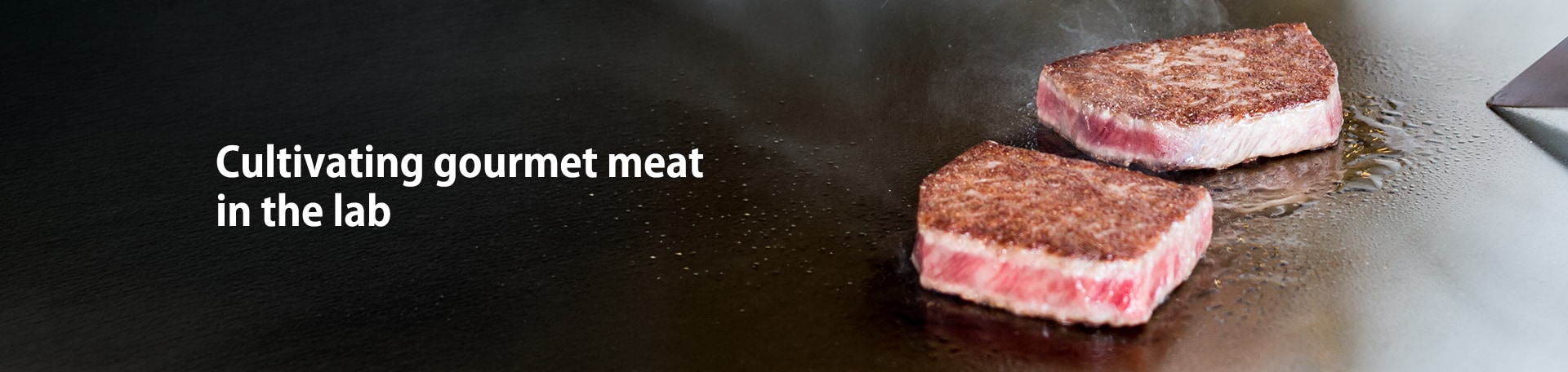 Cultivating gourmet meat in the lab