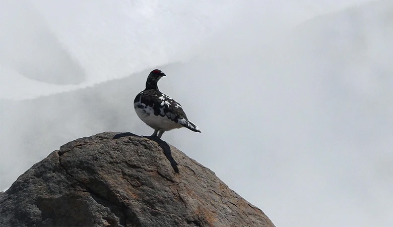 Male guarding its territory amidst volcanic sulfurous smoke on the Jigokudani Ridge at the Murodo-daira, June 2016 (Photo courtesy of Professor Ushida)