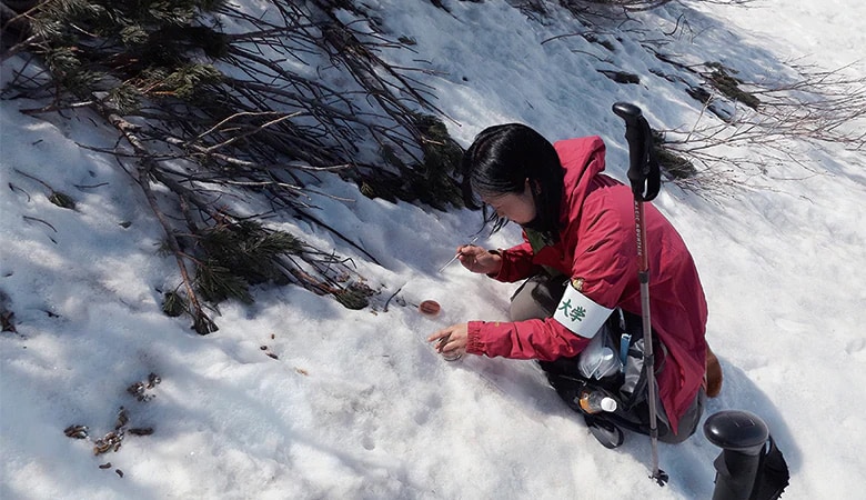 Dr. Sayaka Tsuchida applying cecal feces from a Japanese rock ptarmigan to a culture medium. Murodo-daira still in snow, June 2017 (Photo courtesy of Professor Ushida)