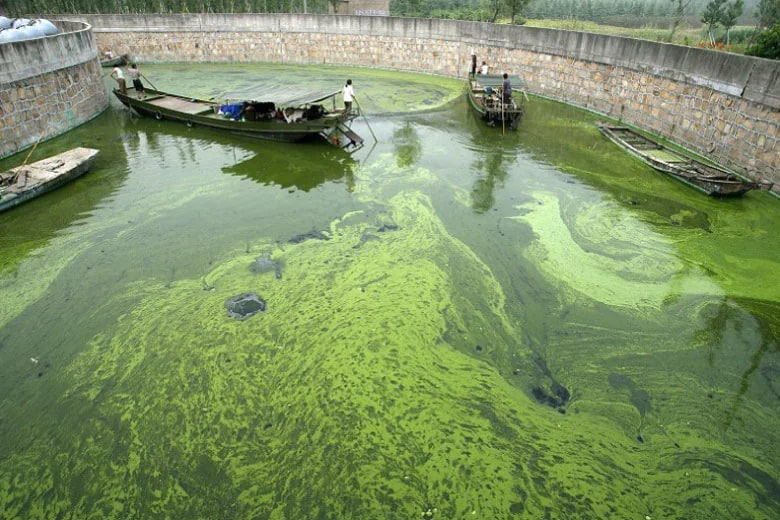 Algal bloom has contaminated drinking water throughout the world.